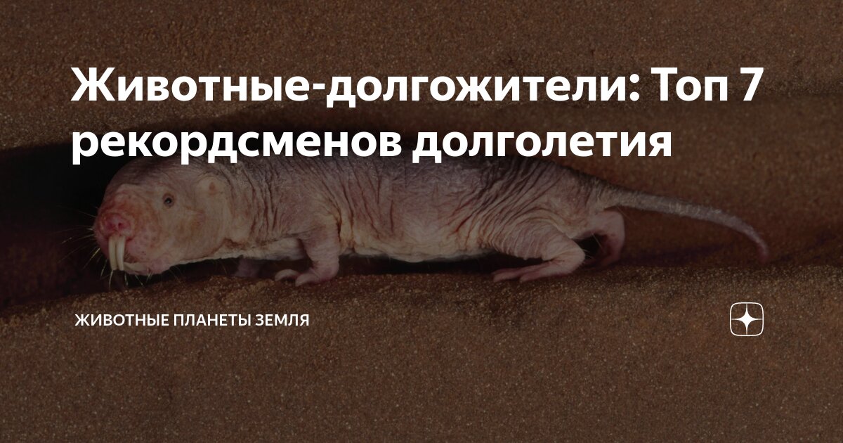 Самое долгоживущее млекопитающее. Самое долгоживущее млекопитающее