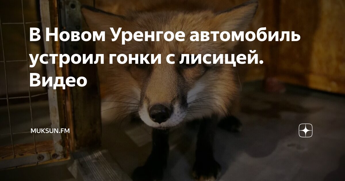 Аэрография на машине. Лиса продает. Лис наклейки авто. Аэрография на машине. Аэрография лисята.