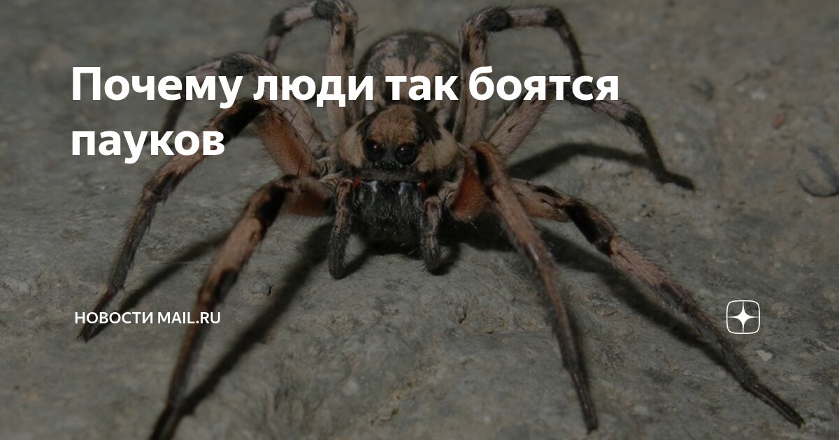 Пауки боятся света. Пауки боятся света