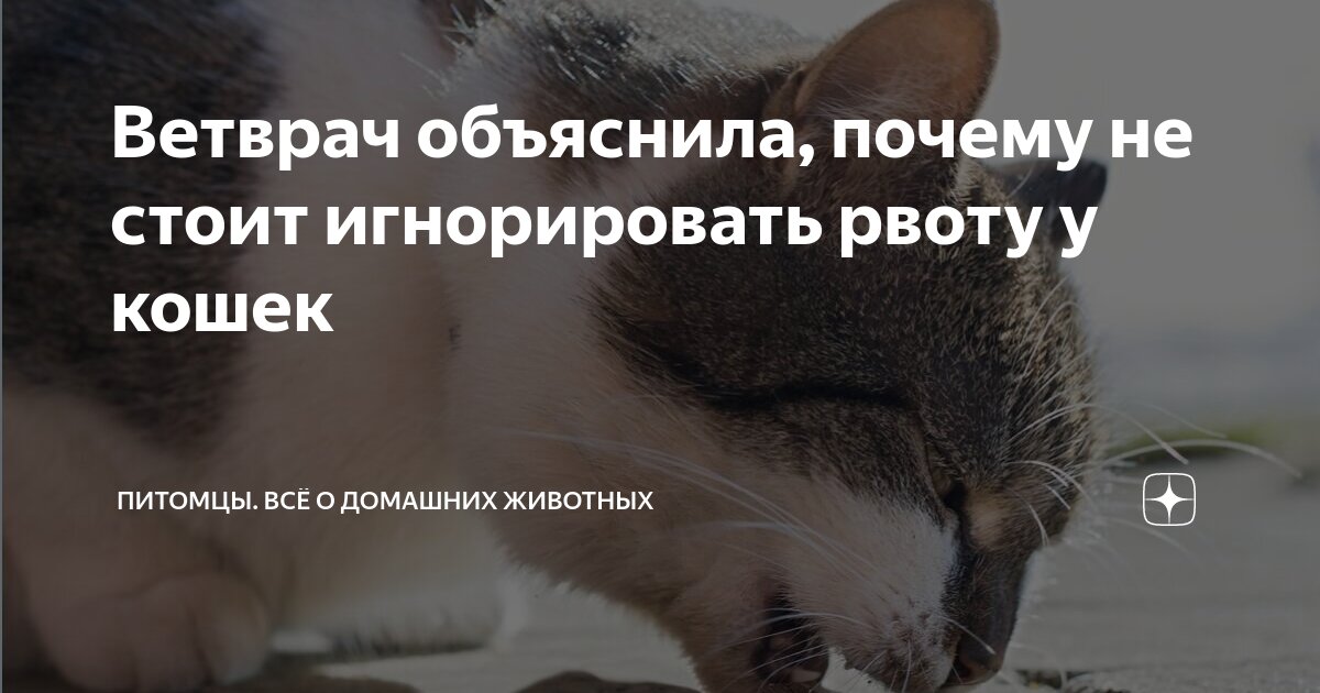 Причины рвоты у кошки белой пеной