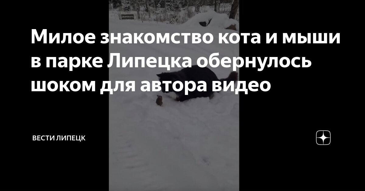 найден рыжий кот липецк. найден рыжий кот липецк. кот липецка. кот липецка. рома котик.