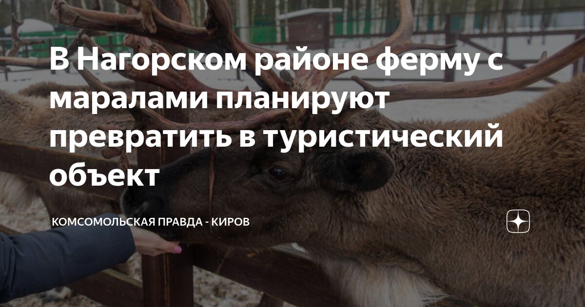 благородный олень изюбрь. северный олень таймыр. косуля сибирская (capreolus pygargus pall. олень с длинным носом. олень вапити канада.