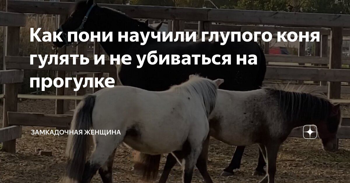 Как пони научили глупого коня гулять и не убиваться на прогулке ...