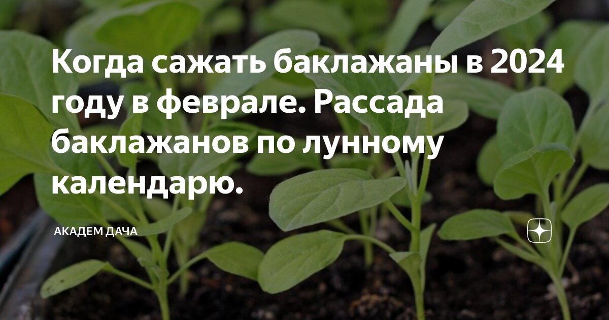 Когда апреле можно пересаживать комнатные цветы 2024