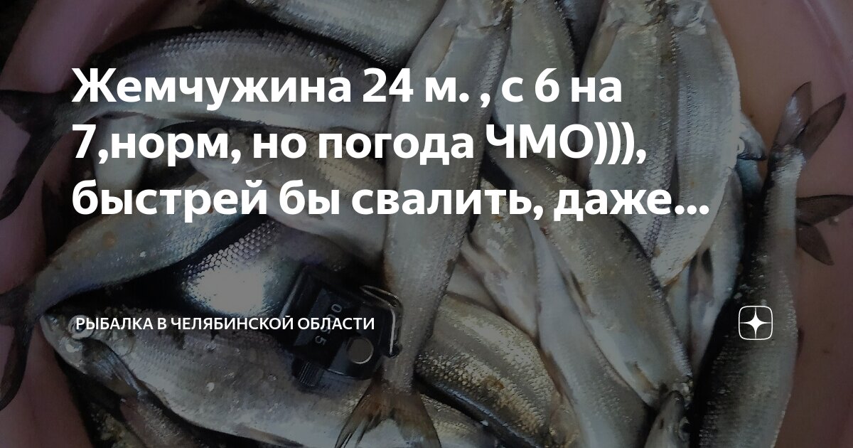 жемчужный хакасия. погода в жемчуге. озеро шира, поселок жемчужный. тункинская долина двойная радуга. моллюск акойя жемчуг.