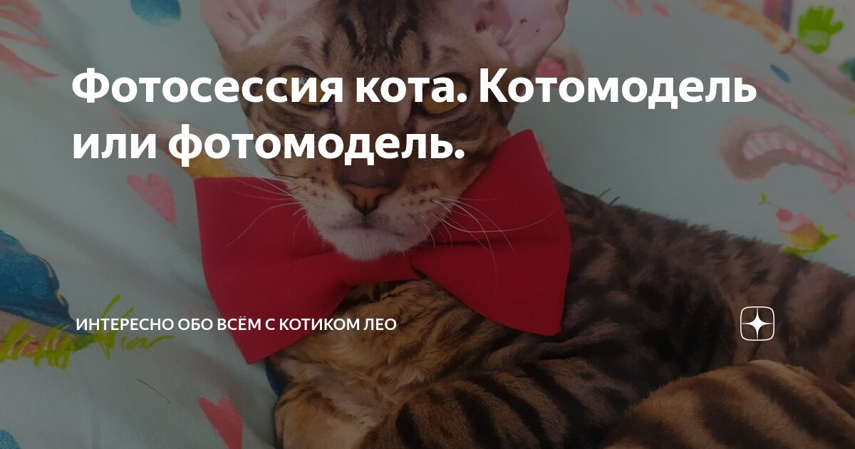 Даже коты