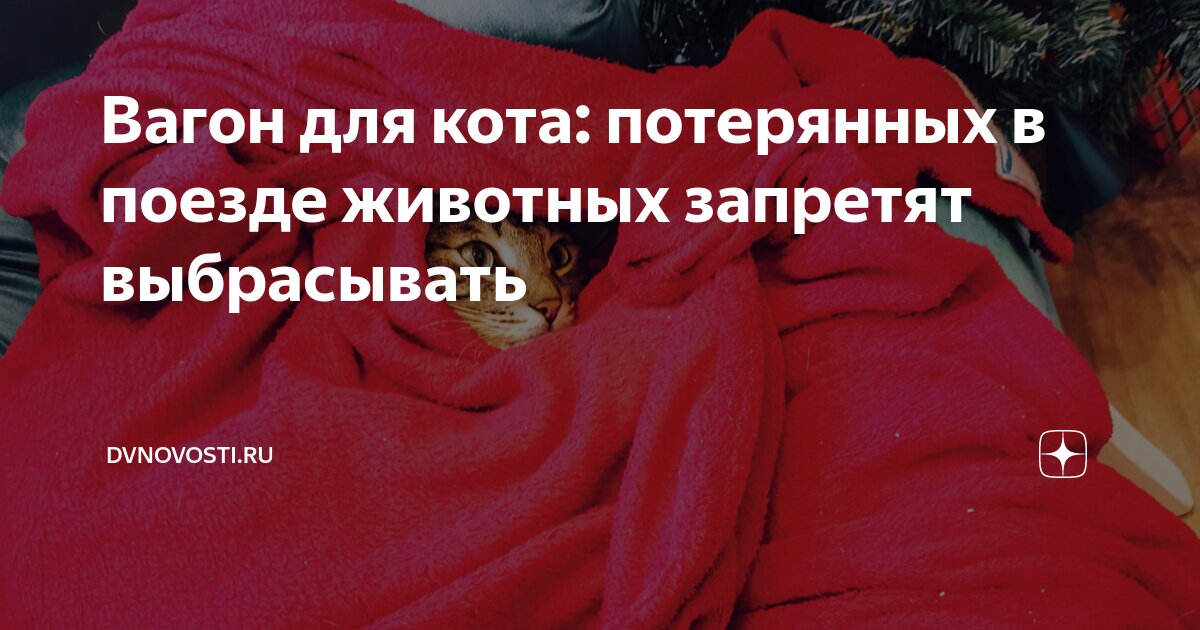 потерялся кот в поезде