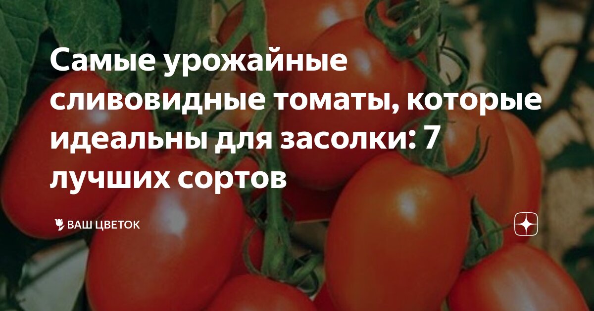 Самые урожайные сливовидные томаты, которые идеальны для засолки: 7 ...