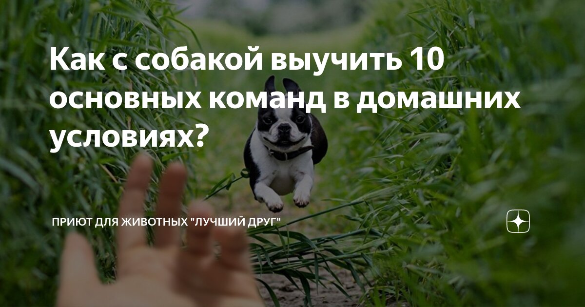 николай сладков суд над декабрем. продолжи сказку почему звери друг от друга отличаются. продолжи сказку почему звери друг от друга отличаются. русская народная сказка хвосты с иллюстрациями. собрание зверей в лесу.