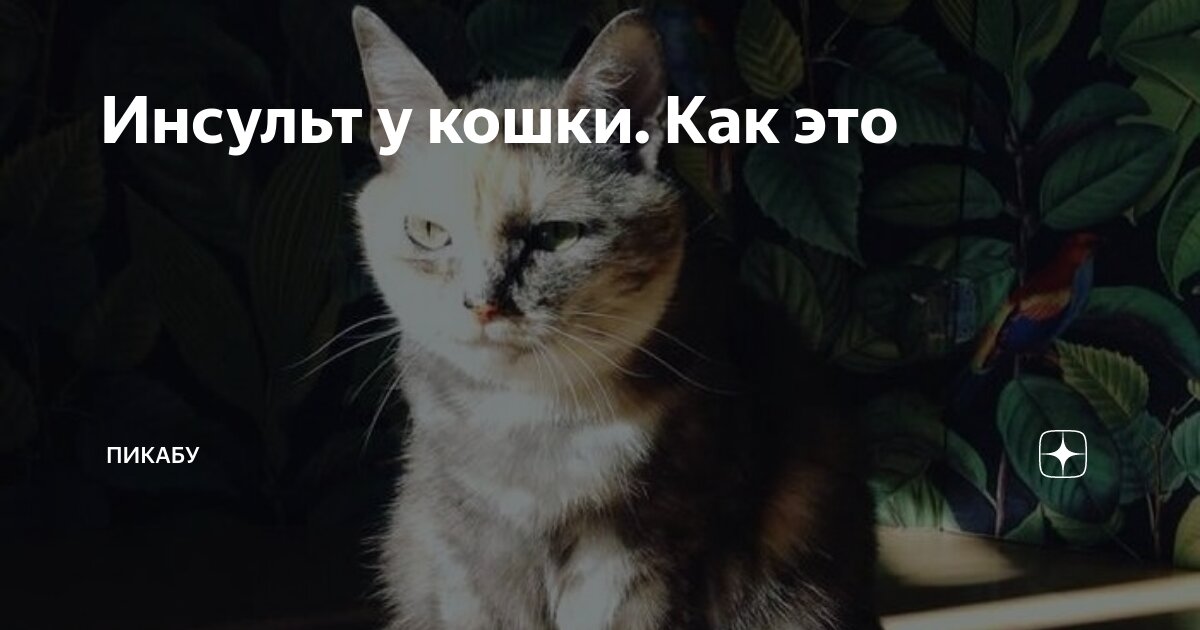 Как выглядит инсульт у кошек Чумка у кошек лечение в Москве, цена на лечение кошачьей чумки в клинике "Амик
