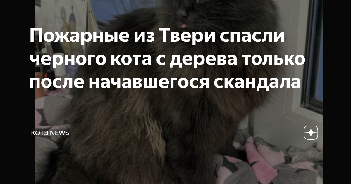 Спас кота с дерева