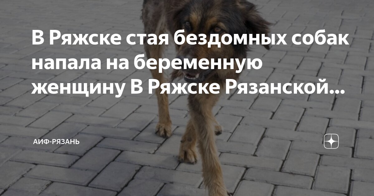 кот в кремле. собака которую воскресили. пёс и кот ветеринарная клиника. жестокий мухтар. пес кот рязань.