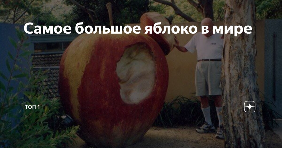 Красивые яблоки. Что полезного в яблоках. Яблоко для бывшего. Яблоки разные. Яблоко для бывшего.