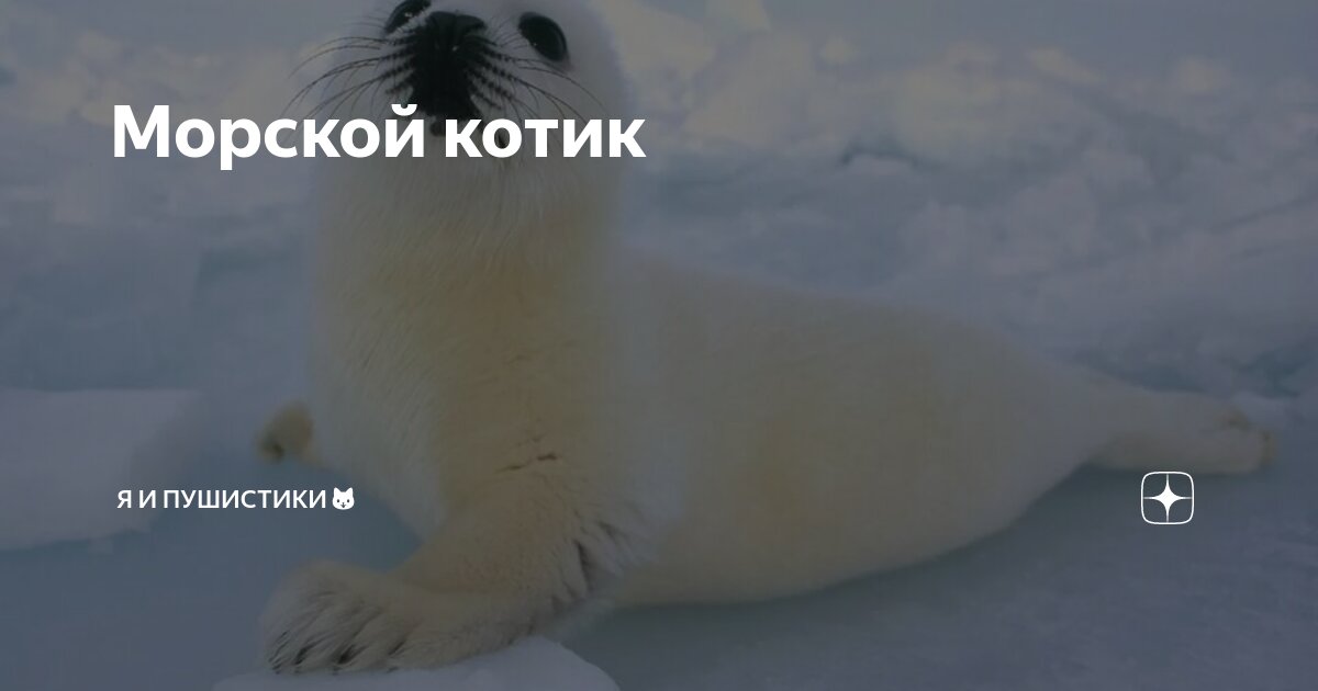 морской котик зомби. отряд морские котики 2 (2001 боевик). морские котики тайсон. пол никлен морской леопард. картинки милые зомби животные.