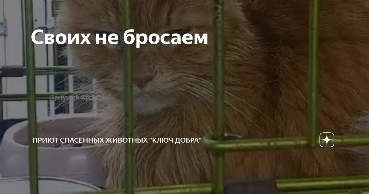 картины бездомных животных. бездомные животные с надписями. про брошенных животных. брошенный пес. истории про брошенных.