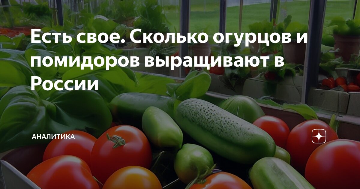 Когда сажать томаты на рассаду. Когда высаживать томаты. Помидоры какого числа. Температурный режим выращивания томатов в грунт. Теплице с помидорной рассадой.