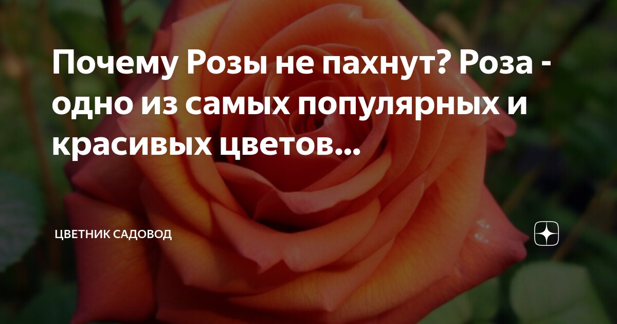 Почему розы не пахнут