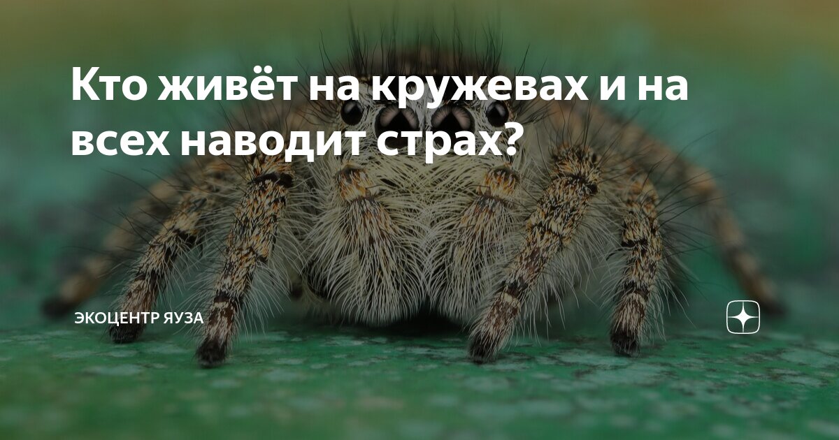 Кто живёт на кружевах и на всех наводит страх? | Экоцентр "Яуза" | Дзен