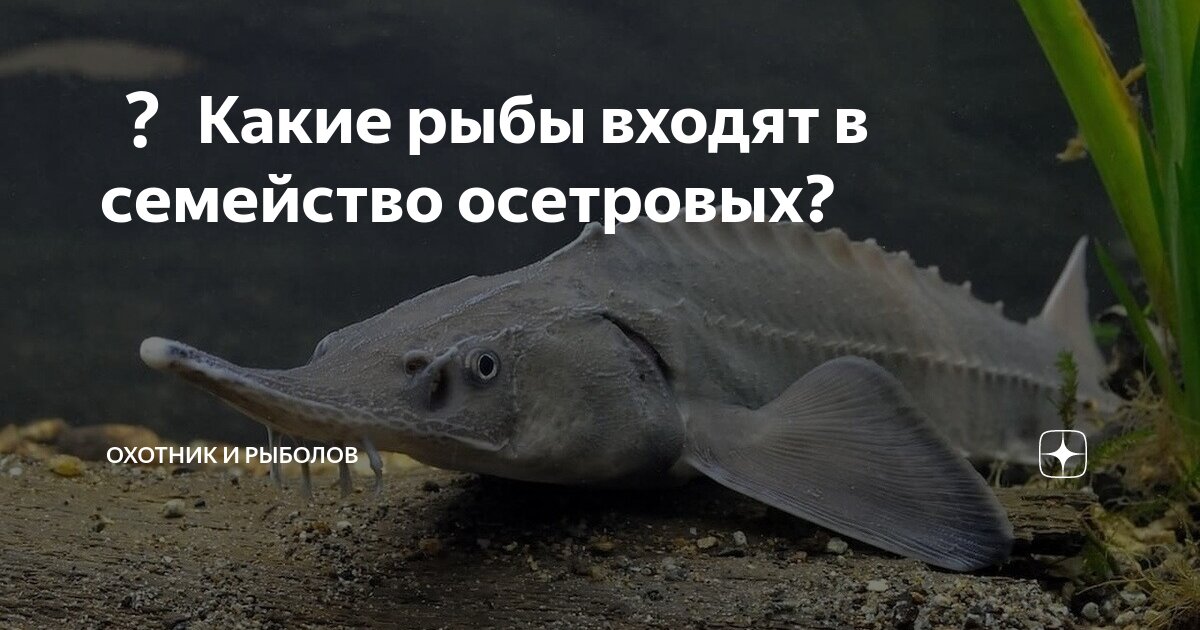 русский осётр осетрообразные. белуга, севрюга осетр рыба. стербэл осетр. осетрообразные рыбы. волжская стерлядь.