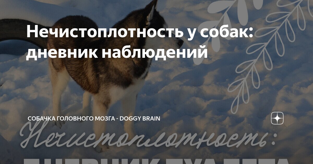 Где живет туалет. Унитаз в туалете. Унитаз для общественного туалета. Где живет туалет. Унитаз общественный.