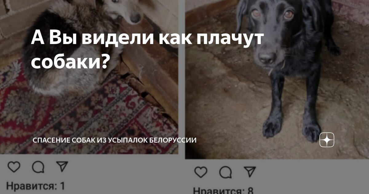 спас собаку. волонтерство спасение животных. спасатель. собака на льдине. спасение животных попавших в беду.