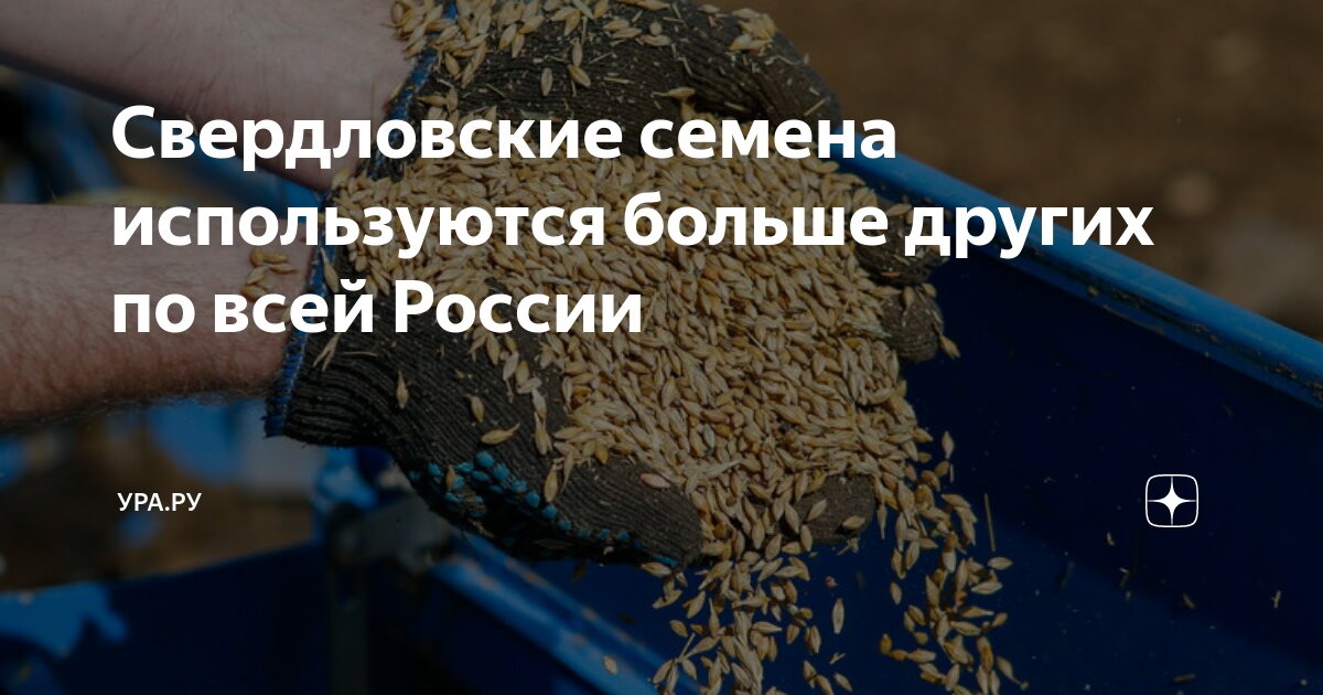 Семена чиа запаренные. Чиа уруғи. Семена чиа размоченные. Семена чиа (вес-300 г). Как использовать семена.