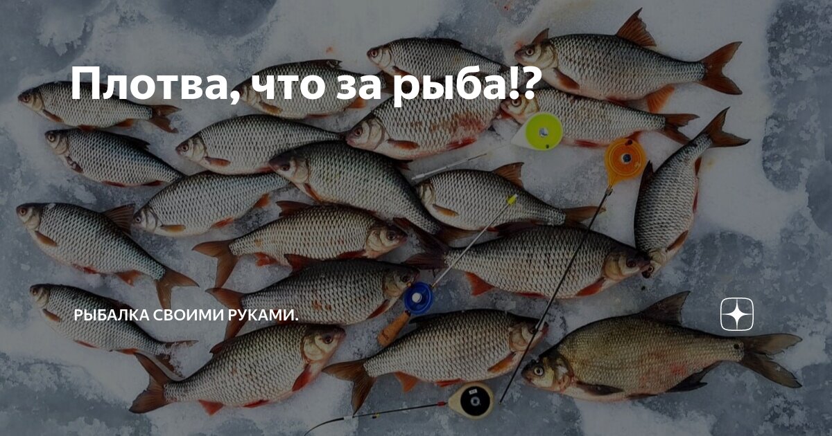 Плотва рыба на что ловить. Плотва рыба на что ловить