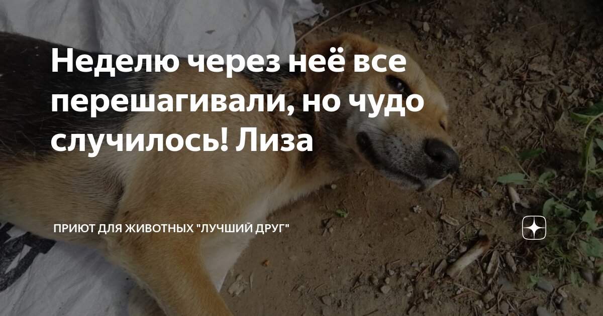 Слон. Фенек (лисенок). Слоны в московском зоопарке. Слоны в саванне. Животные зоопарка.