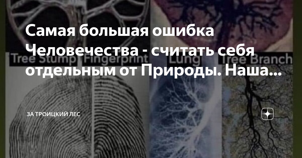 Лесного ошибки. Лесного ошибки
