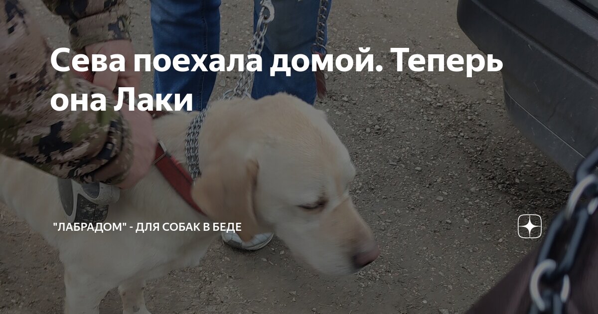 стерилизация севастополь. черная кошка с белым подшерстком. черная кошка с серым подшерстком порода. секретарь райкома кпрф в омске. тайский риджбек собака.