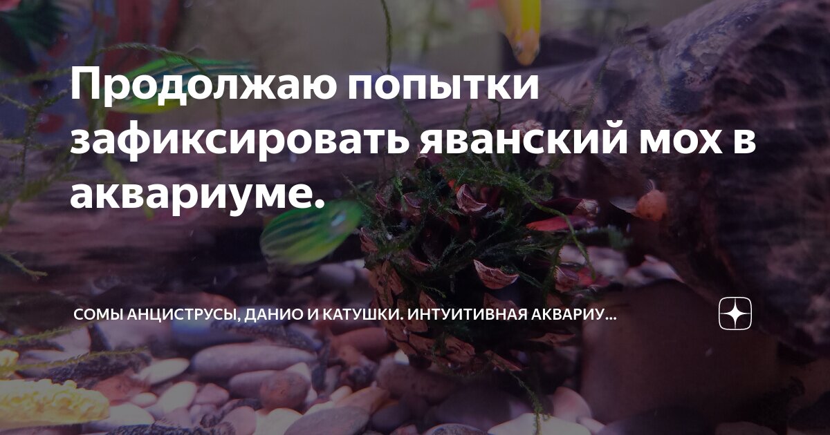 в аквариуме плавают сомики и радужницы число. в аквариуме плавают сомики и радужницы число. радужница лакустрис. рыба радужница боэсмана. радужница боэсмана самка.