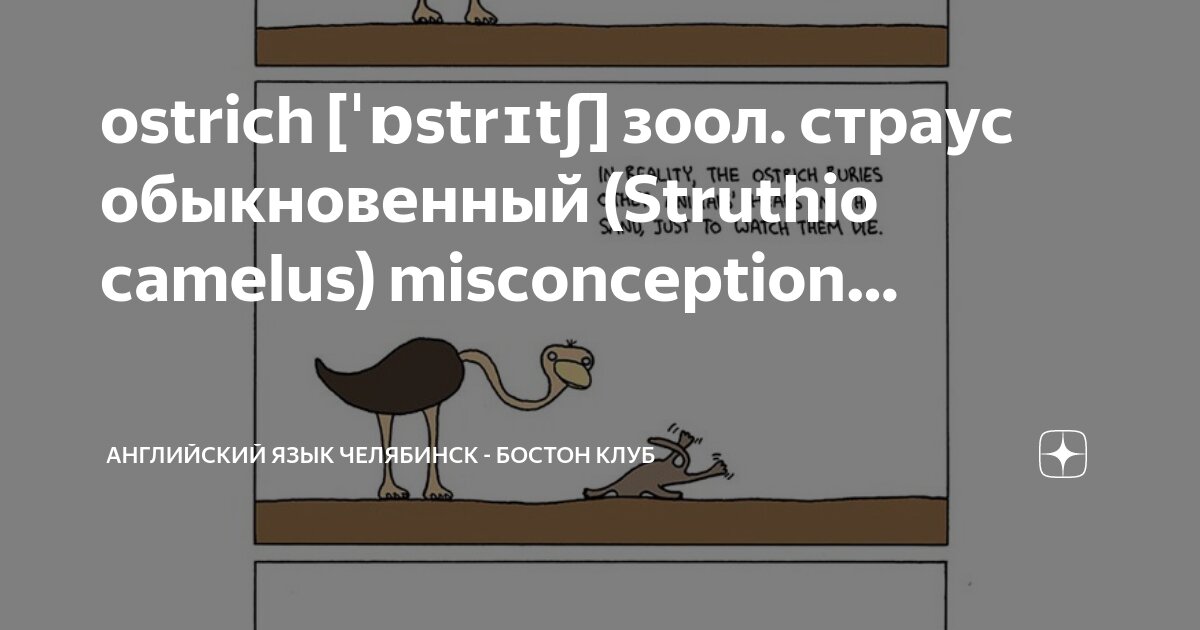 Страус на английском