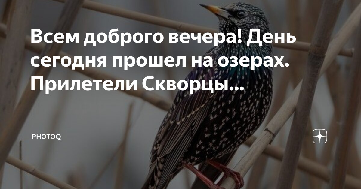 скворцы прилетели текст