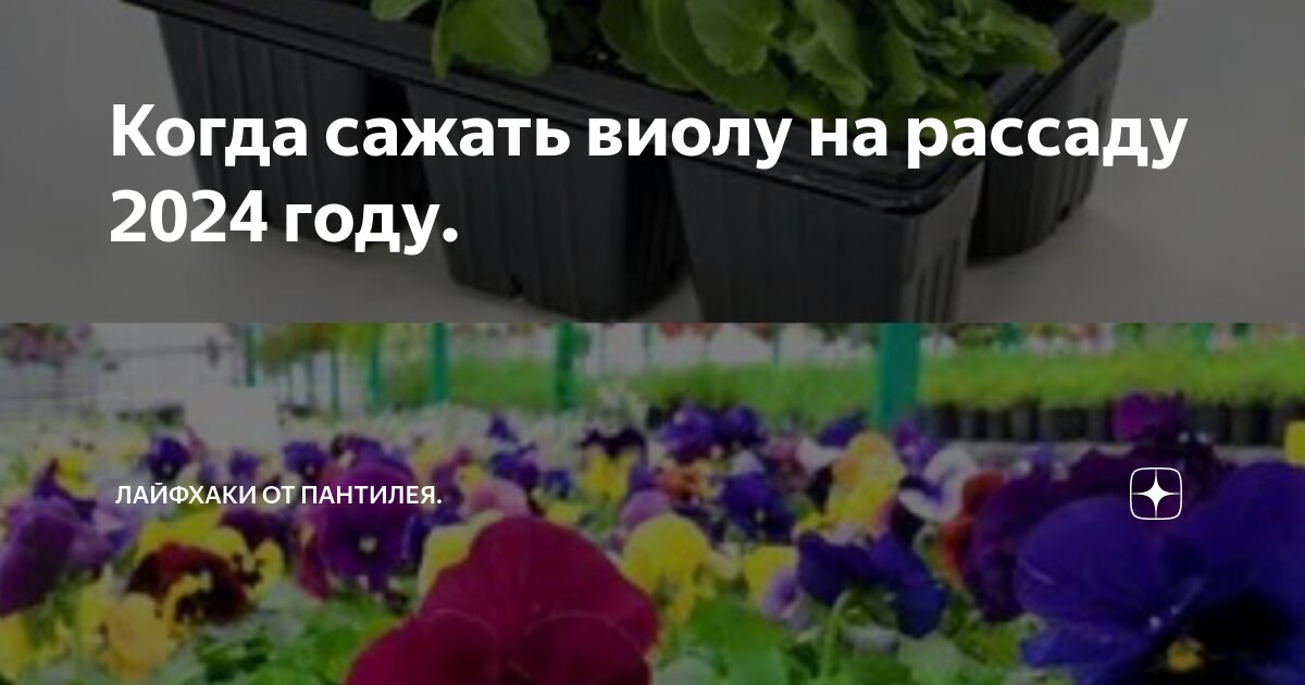 рассада«анютины глазки», «виола». семена виола всходы. виола виттрока пикировка. виола пикировка рассады. вирла витррокка всходы.