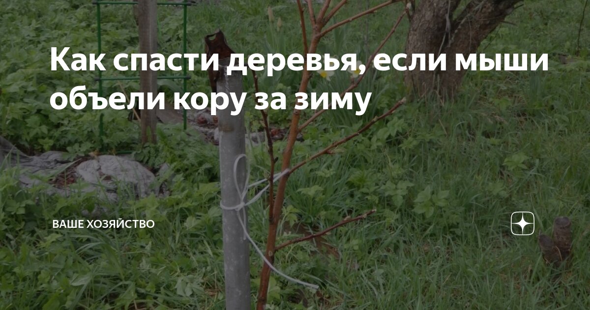 Как спасти деревья, если мыши объели кору за зиму | Ваше хозяйство | Дзен