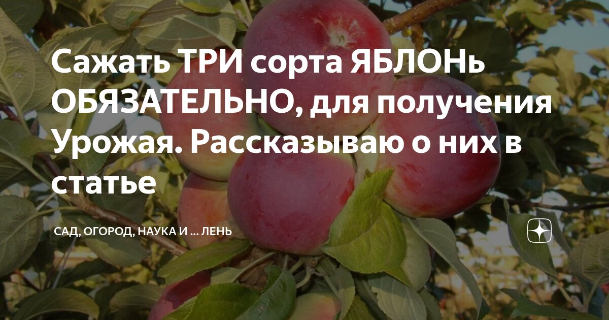 в саду растут яблони груши и сливы всего 130 деревьев