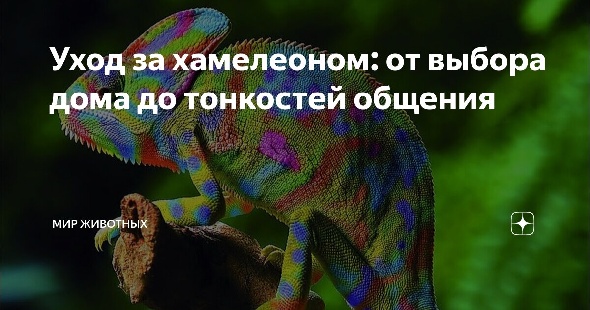 хамелеон автор. фотообои хамелеон. хамелеон фото. хамелеон автор. хомелеонство в рассказе а.