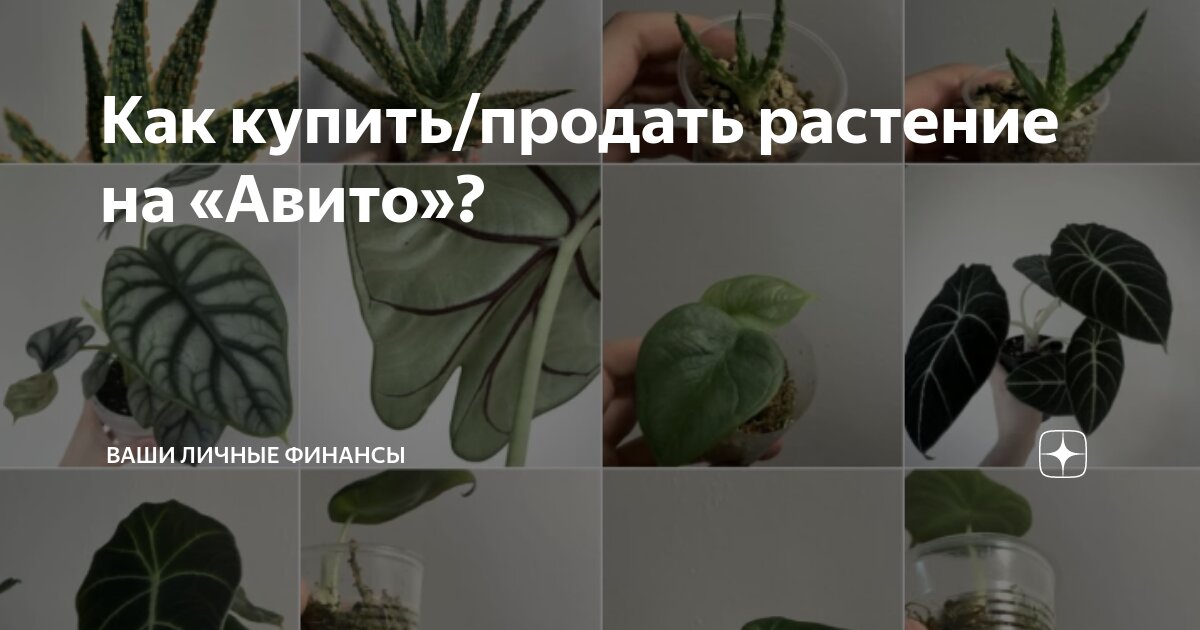 авито растения спб