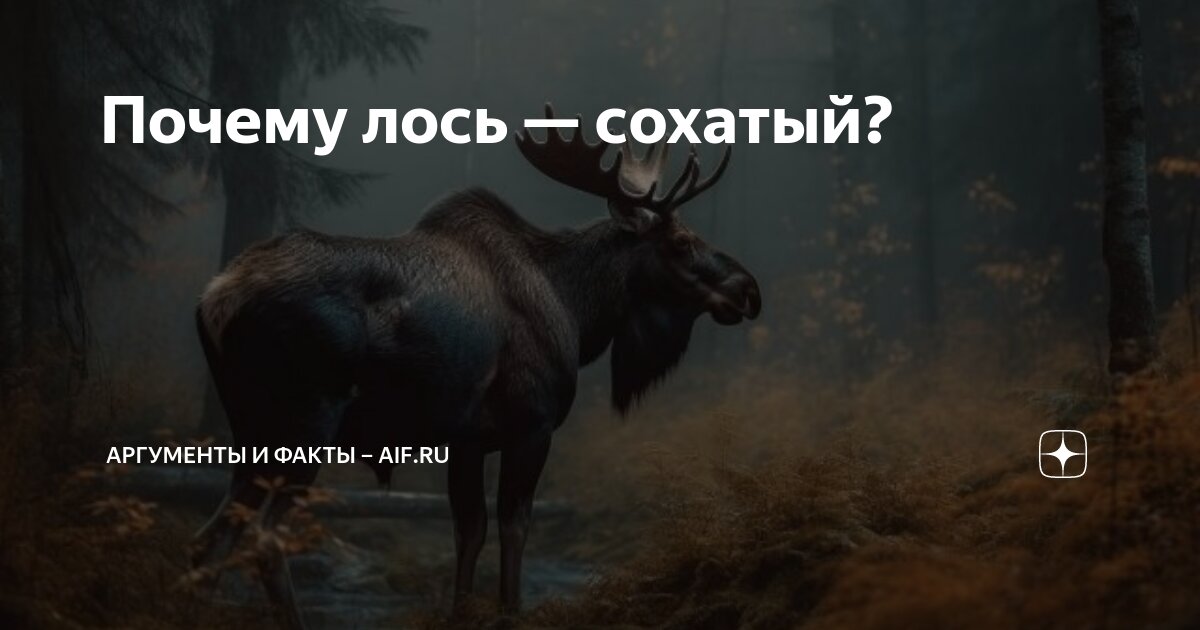 Почему лось — сохатый? | Аргументы и факты – aif.ru | Дзен