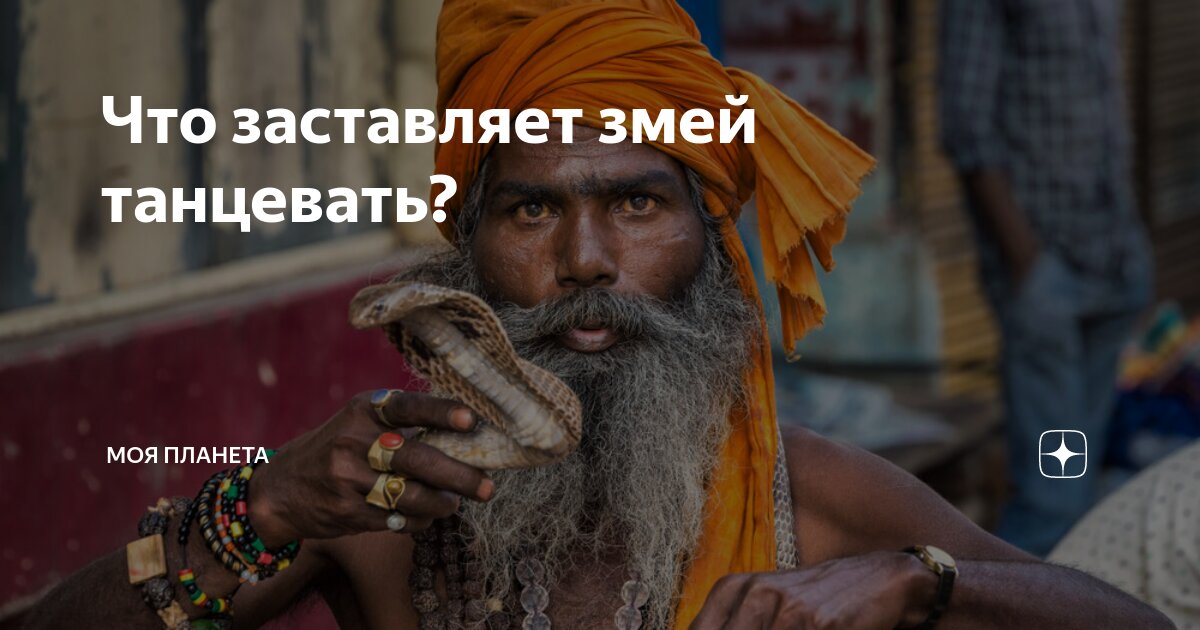 Под хорошую музыку и змеи пляшут смысл. Под хорошую музыку и змеи пляшут смысл