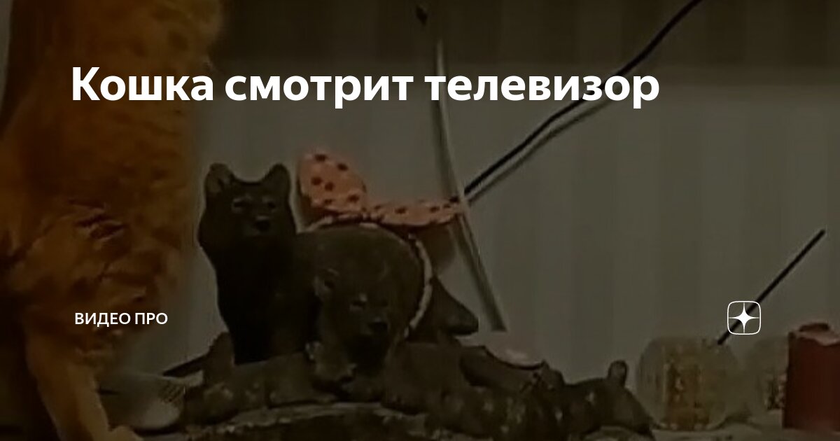 игрп. маленький котенок играется. маленький. играющий кот видео. кошки ладушки gif.