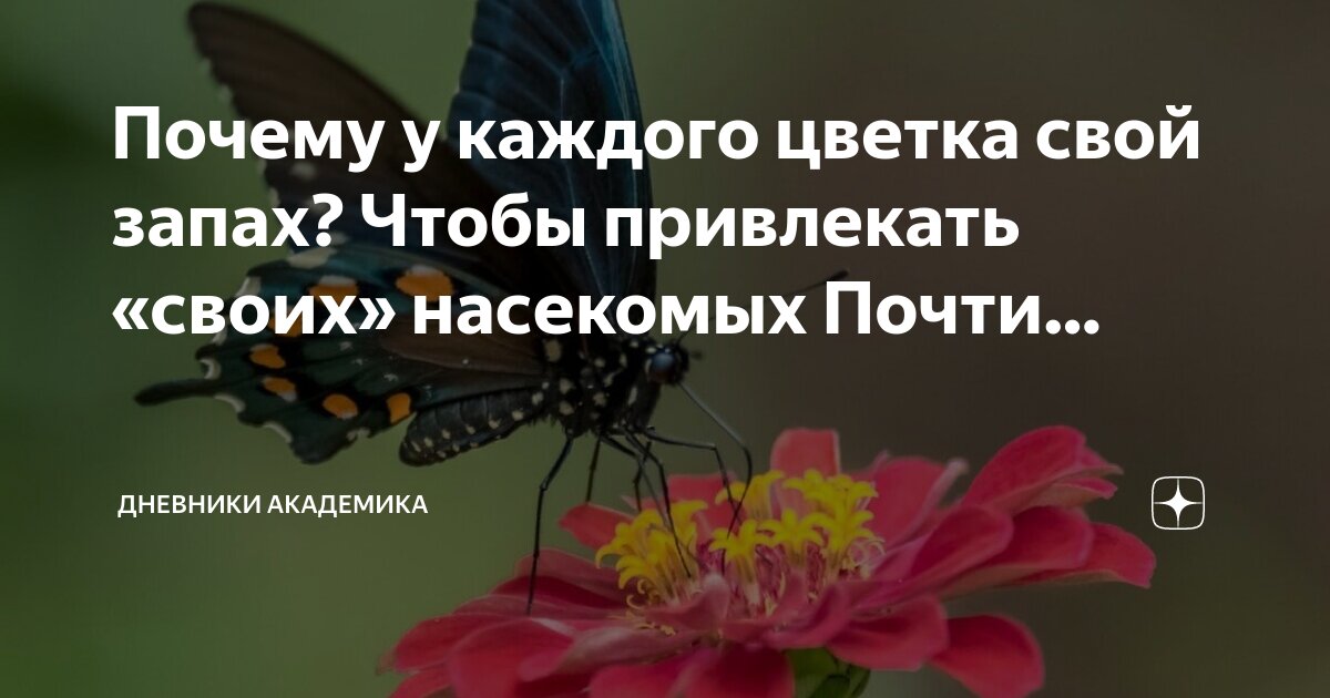 Насекомые признаки группы. Сообщение о насекомых опылителях. Интересный рассказ про насекомых. У животного 6 ног тело разделено на голову грудь и брюшко кто это. Почему насекомые важны.