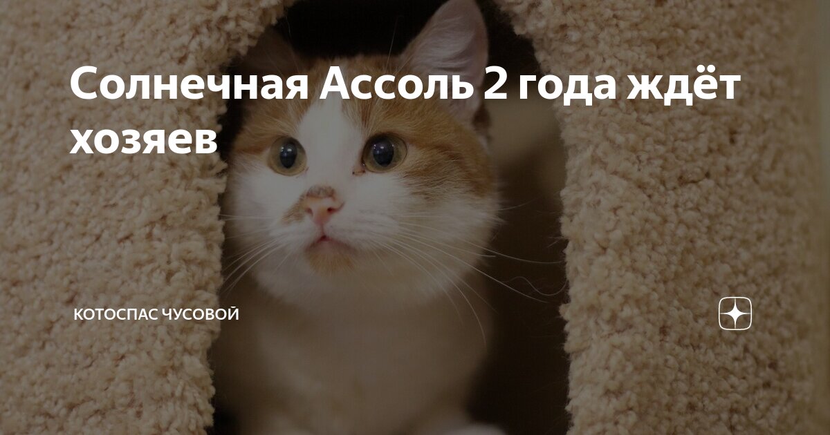 Котоспас