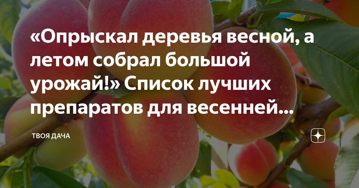 Дерево утун. Дерево утун геншин. Дерево драконья кровь сокотра. Милорн дерево. Всякие деревья.