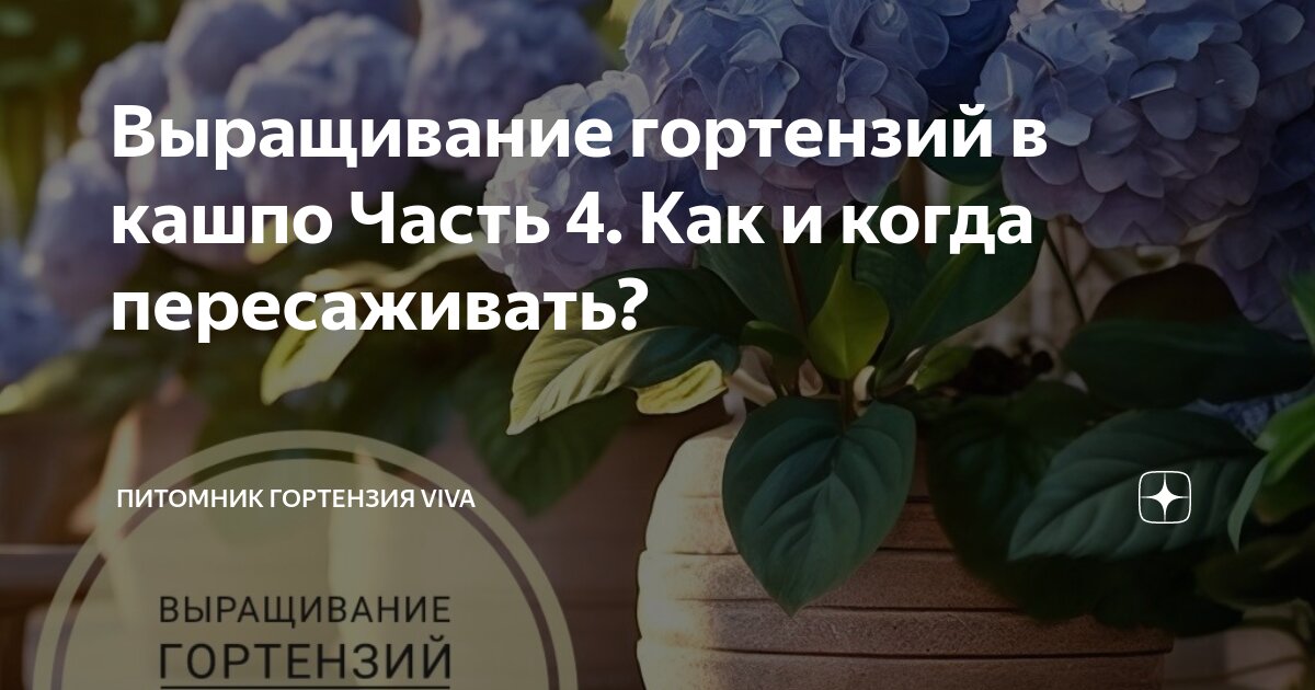 Как пересадить большую гортензию
