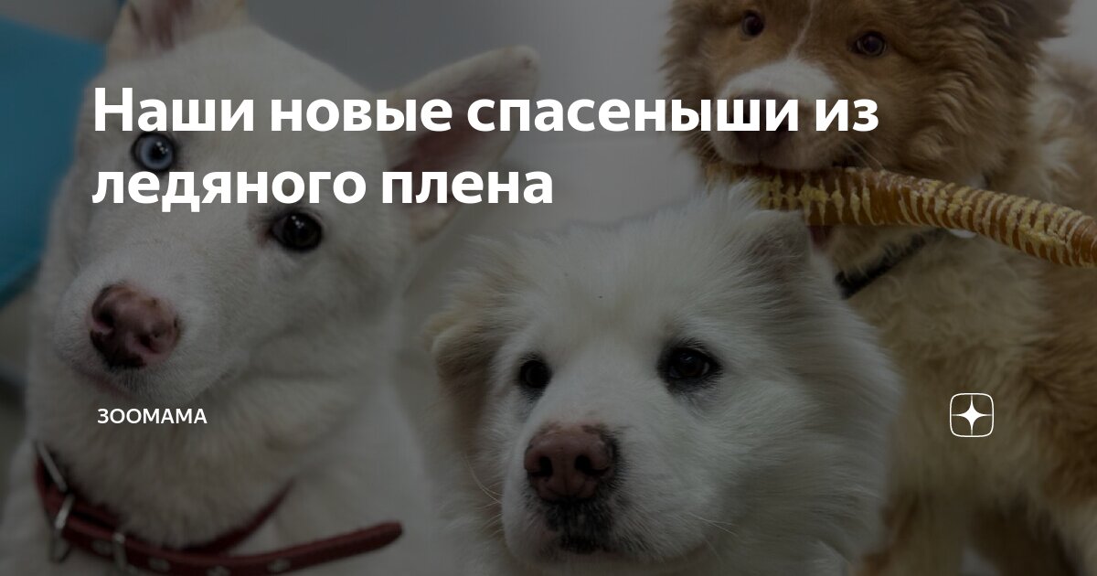 Наши новые спасеныши из ледяного плена | Зоомама | Дзен