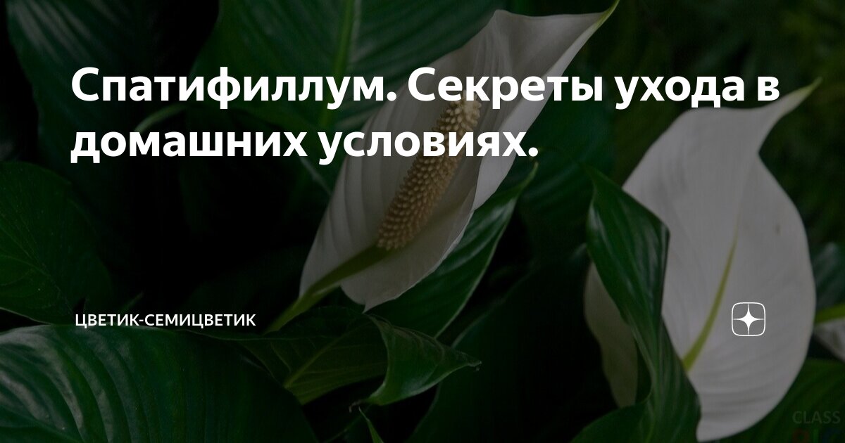 Секрет красивых цветов: почвогрунт для антуриума и спатифиллума Пуршат