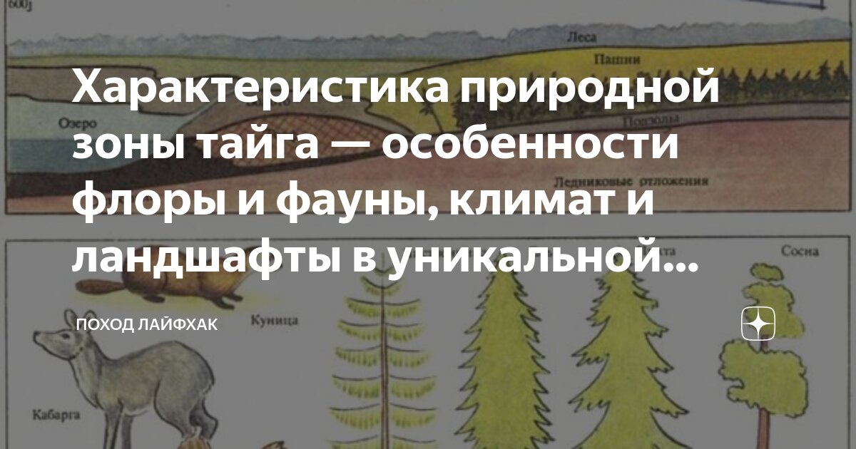 Особенные черты зоны тайги. Особенные черты зоны тайги
