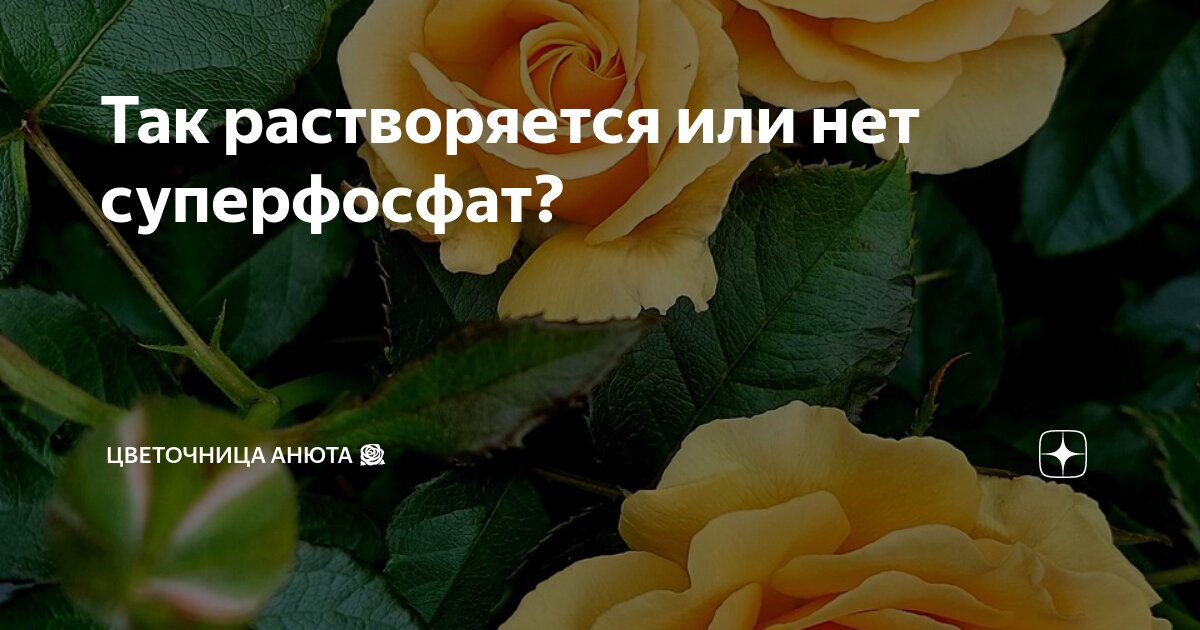 Так растворяется или нет суперфосфат? | Цветочница Анюта 🌹 | Дзен