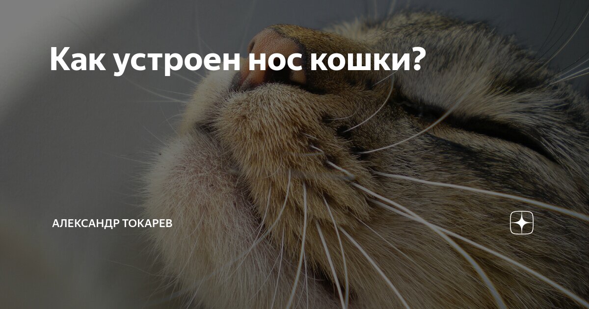 как устроен организм кошки